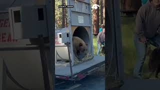 Keystone bear released back into Washoe Valley hills