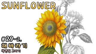 How To Draw A Sunflower