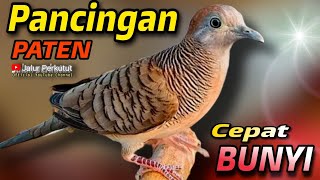 PERKUTUT LOKAL GACOR suara besar - AHLI MENGUNDANG BUNYI (CEPAT NYAUT) 💯%AMPUH