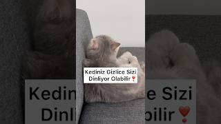 Kediniz gizlice sizi dinliyor olabilir 🤔 içerik: instagram/dirilispostasicom