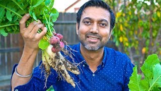 How to Grow Lots of Radish | Mooli