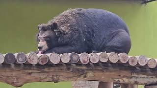 #BEAR 🐻 RESTING PLACE @Tension free #Animal is superior To Human!!