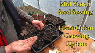 Allotment Diary : Giant Onion Update : Seeds I'm Sowing Mid March