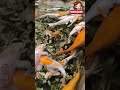 JUMBO KOI | Jumbo Koi Pond| VGP marine kingdom | #giftavlogs | #shorts