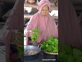 Memetik Sawi dan Mulberry di Kebun | Masak Cah Sawi, Ayam Bacem, Tahu Isi, dan Sirup Mulberry