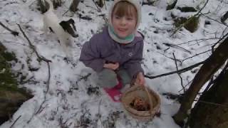 Zimní houbaření - Penízovka sametonohá, Boltcovitka ucho Jidášovo, Hlíva ústřičná.