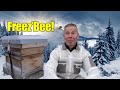 Will My Bees FREEZE To Death? 🐝 Ep. 264.