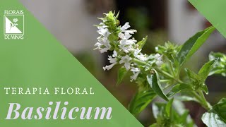 TERAPIA FLORAL | Basilicum - FLORAIS DE MINAS