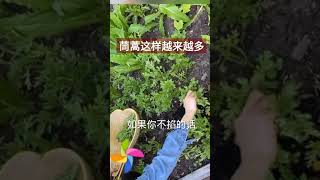 茼蒿这样会越吃越多，可以吃春夏秋冬四季都不老