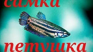 Аквариумные рыбки. Самка петушка.