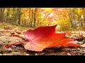 C'EST L' AUTOMNE - comptine (Mis en musique et interprété par Agathe MD)