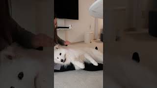 飼い主の膝で甘える犬が可愛すぎる #samoyed #サモエド