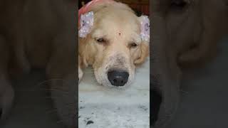 నిద్ర మొహం చూడండి. #dogs #animals @sandy kanna \u0026 vlogs