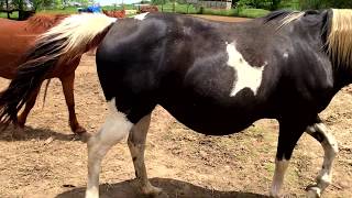 Horse Rolls Baby Bump