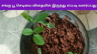 How to grow sangu poo plant from seeds