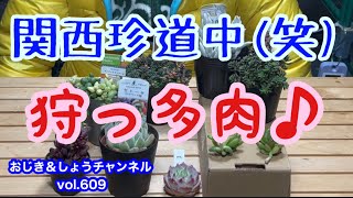 【多肉植物】vol.609 関西珍道中(笑)狩っ多肉❗️#多肉植物 #多肉狩り #癒し