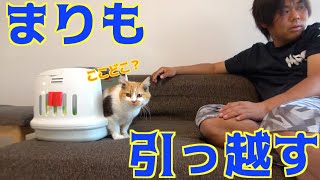 まりもも新居にお引っ越し！