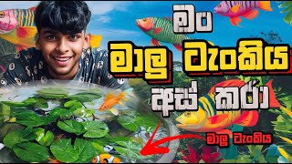 මම අපේ මාලු ටැංකිය සුද්ද කරා | I cleaned the fish tank