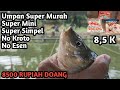 Umpan Ikan Mas Super Murah  !! Samsu Jitu Ebi Jasjus Stroberi !! No Kroto No Esen