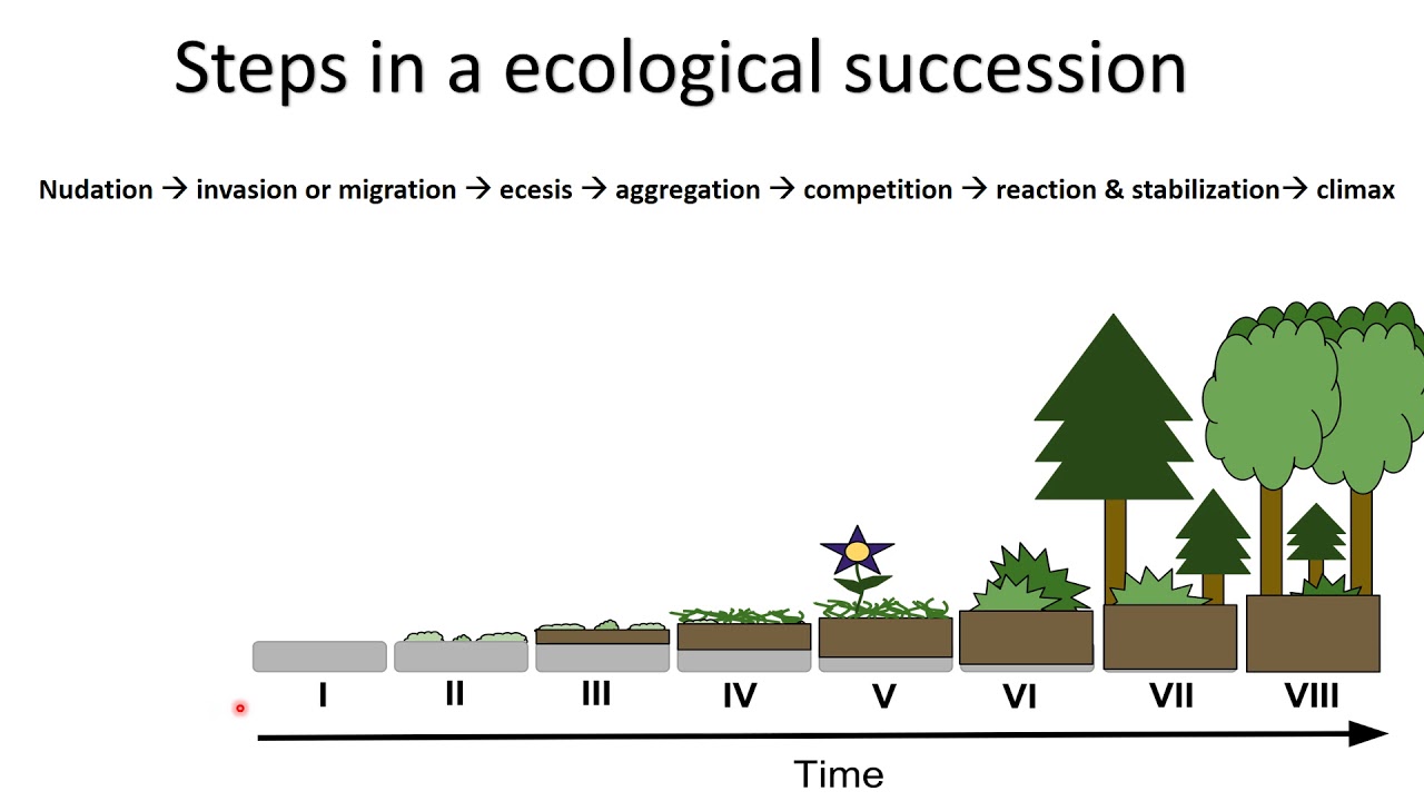 Ecological Succession