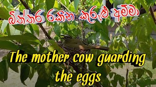 බිත්තර රකින කුරුළු අම්මා The mother cow guarding the eggs#hiddenworld