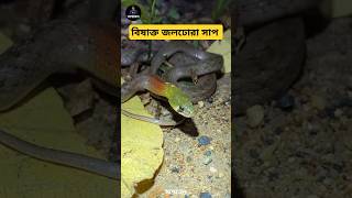 লালগলা ঢোঁড়াসাপ। red necked checkered keelback | সম্মোহন শর্টস