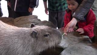 カピバラの七草ヶ湯 Capybara in Japanese wild grass bath