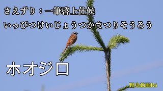 野鳥動画図鑑009【ホオジロ】撮影チャンスが多い野鳥です