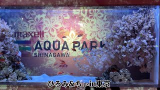 品川水族館アクアパークに行ってきたよ 215