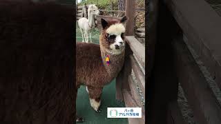 Child Alpaca want to go home.... #shorts