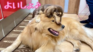 大型犬よりも優位に立ちたい小型犬が文字通り上に立とうと頑張る。ゴールデンレトリバーのクッキーとミニチュアダックスフンドの子犬ショコラとの幸せな日常