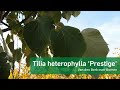 Tilia heterophylla 'Prestige'  - Van den Berk over Bomen