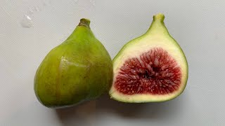 【イチジク 】落ち葉拾いしながらオススメ品種何個か話してます/Recommended fig varieties