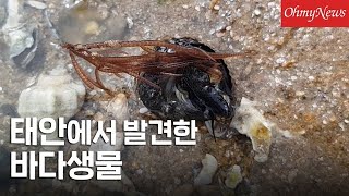 설마 에일리언? 태안 해변에서 만난 이 생물의 정체