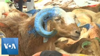 Busy Markets Prepare for Eid al-Adha in India