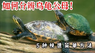 【養龜必看，新手必看】乌龟公母？快速分辨！5种方法全都有！如何分辨乌龟公母？怎麼分辨乌龟性別？分辨乌龟公母不再难！5种方法教你简单快速的分辨乌龟的公母！ 乌龟公母辨别秘籍：5种快速简单方法大揭秘！