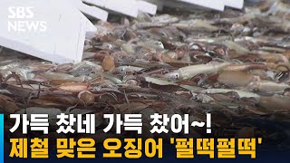 제철 맞은 오징어가 '펄떡펄떡'…활기 되찾은 항구 / SBS