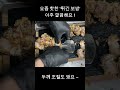 튀긴 보쌈도 아주 이뻐요 노아기계 고기세절기 고기슬라이서 고기써는기계