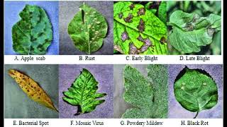 Plant Leaf diseases identification using Image Processing