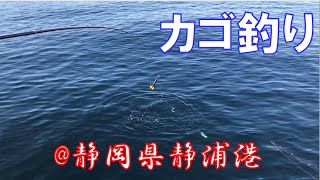 ソウダガツオ最盛期 両軸遠投カゴ釣り @静岡県静浦港