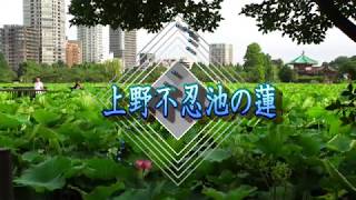 上野不忍池,、蓮の花の現実離れした美しさにあなたも魅了されてしまうかも…♪