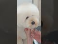 モッフモフなビションプーをカットしたら⁉️ 犬のトリミングasmr トリミング asmr 子犬