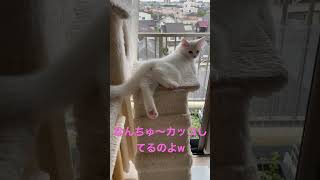 キャットタワーでリラックスにゃん💕【子猫動画】サイベリアン　オッドアイのソフィア #キャットタワー #shorts