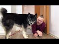 will my husky and cats crawl behind me under an obstacle funny dog video