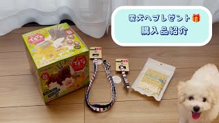 【商品紹介】愛犬へお正月プレゼント＃ビションフリーゼ＃子犬＃パピー