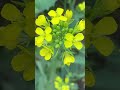 yellow mustard flower🌼 plant shorts