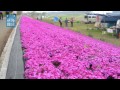 相模川「芝ザクラライン」