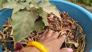 बिन माली उजड़ा चमन । That's how the garden collapse without a care taker. || NATURAL FARMING