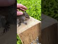 Baby squirrel lets me pet him