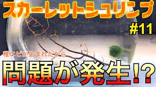 【スカーレットシュリンプ】 飼育 11 水換えエサやり不要 密閉水槽